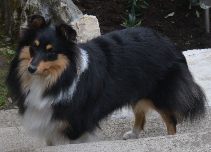 Iska black princess Des mille Eclats des Tournesols