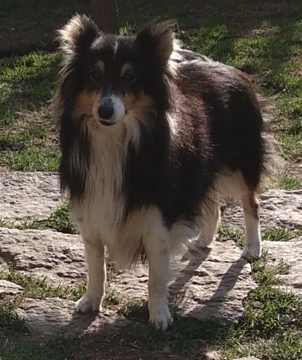 Missy Des mille Eclats des Tournesols