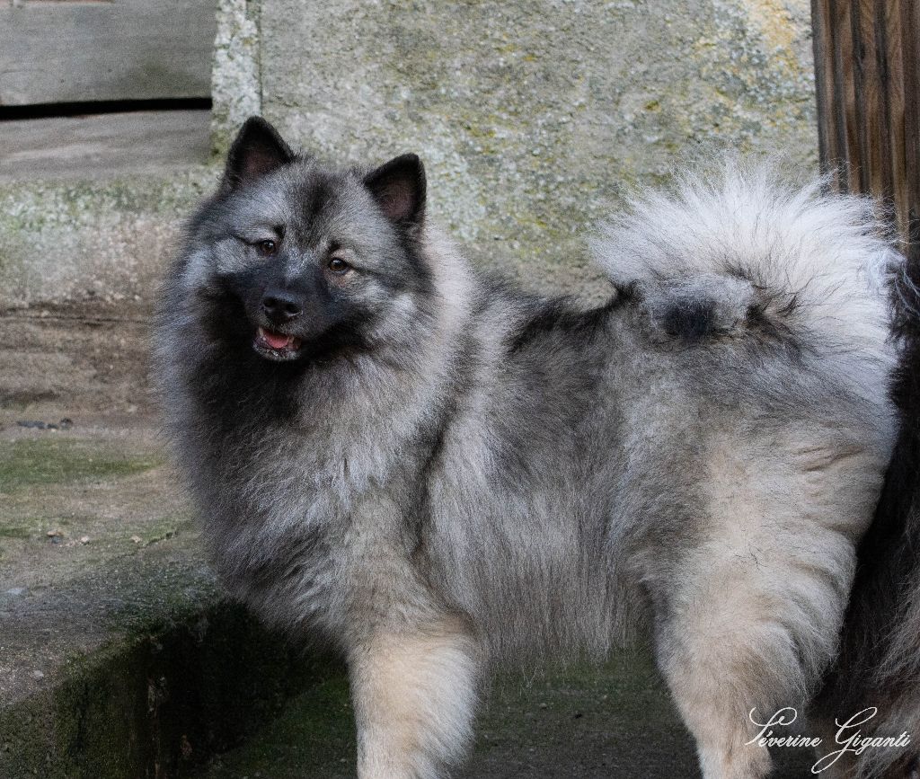 Marie Dog's Uria