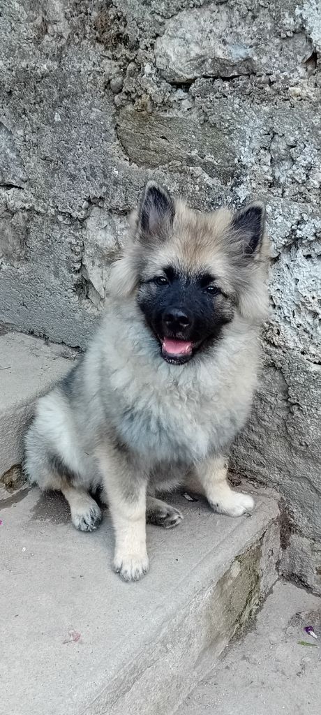 Akira De La Rivière Etincelante