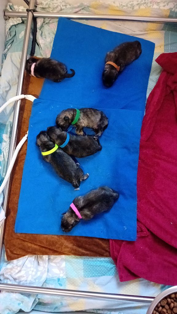 Chiots de Toupie et Tukson nés le 6 mars 2025