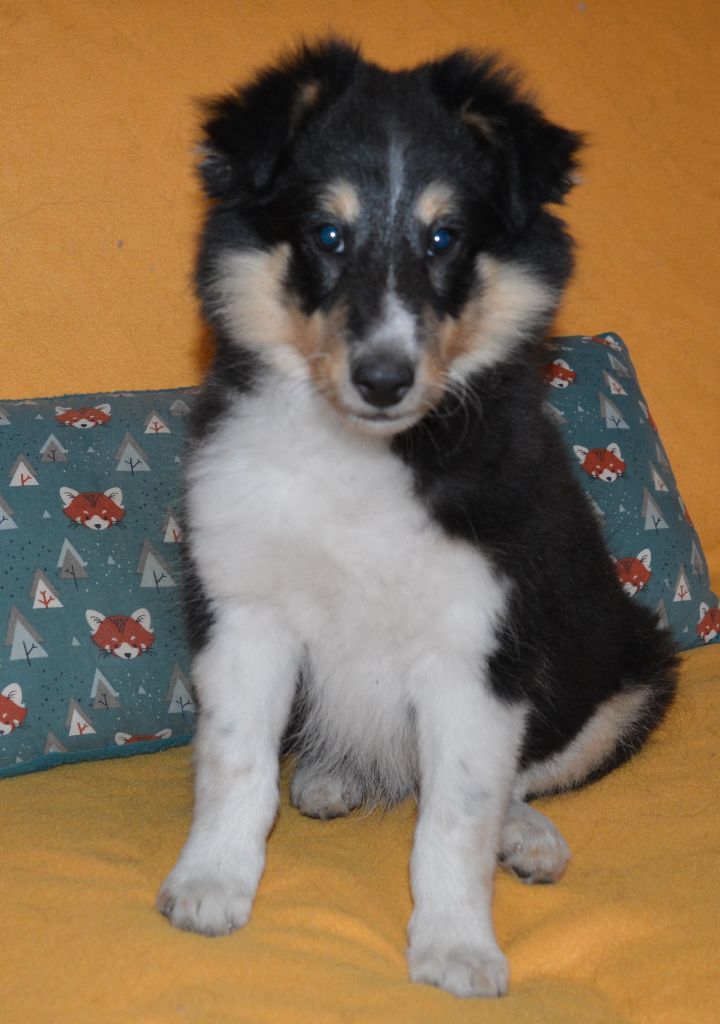 De La Rivière Etincelante - Shetland Sheepdog - Portée née le 26/06/2022