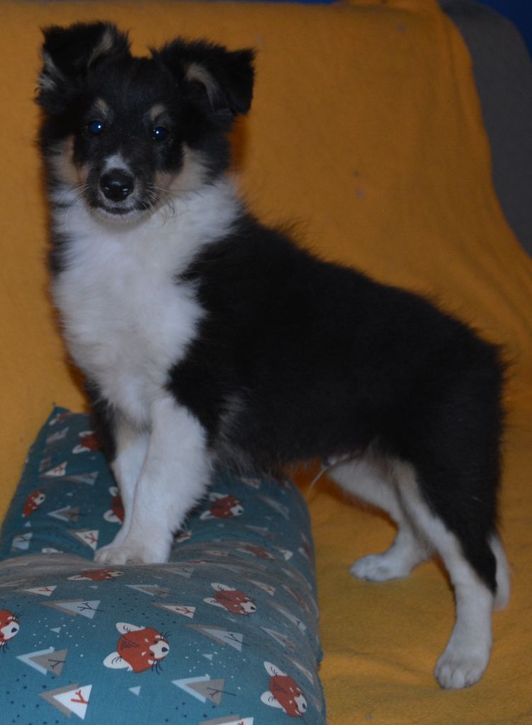 De La Rivière Etincelante - Shetland Sheepdog - Portée née le 26/06/2022