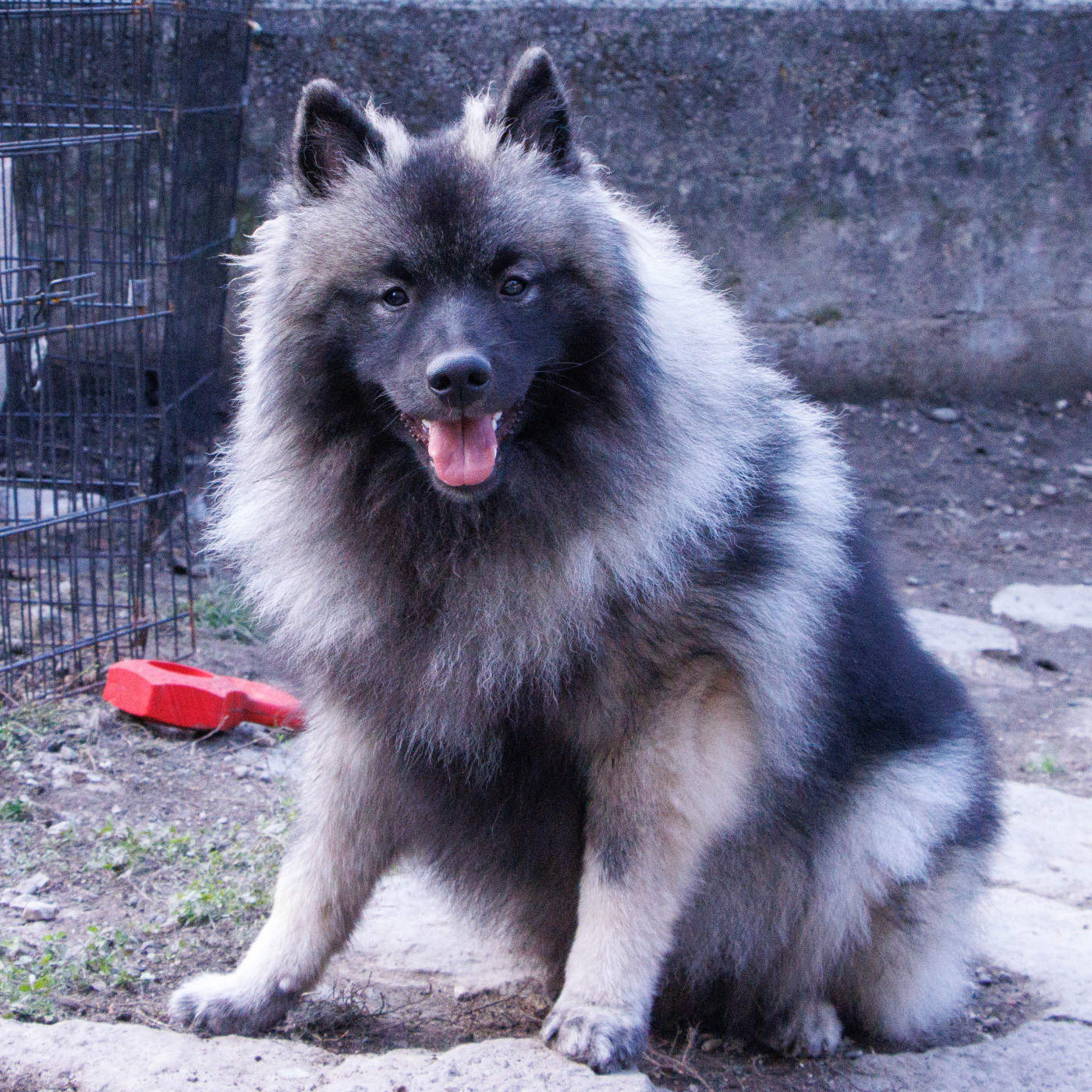 De La Rivière Etincelante - Chiots disponibles - Spitz allemand