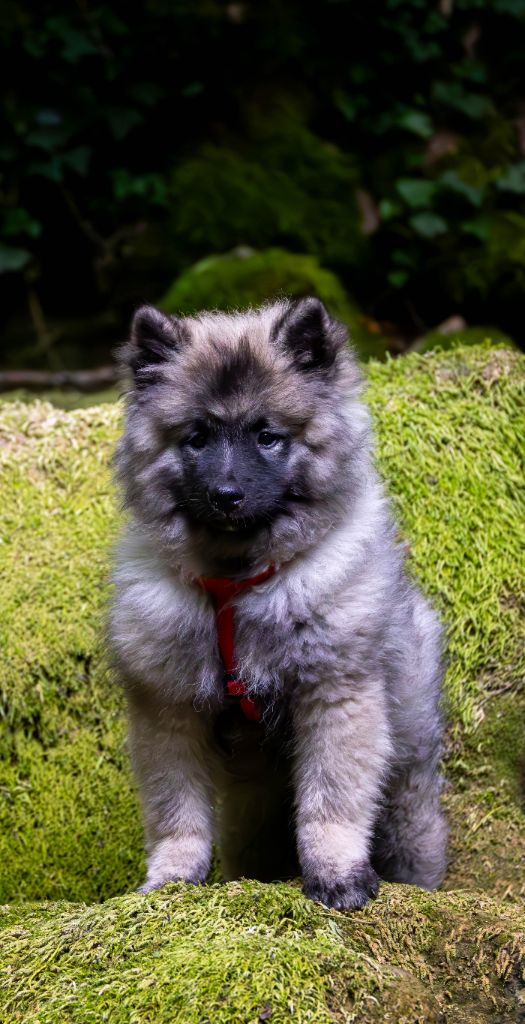 De La Rivière Etincelante - Chiots disponibles - Spitz allemand