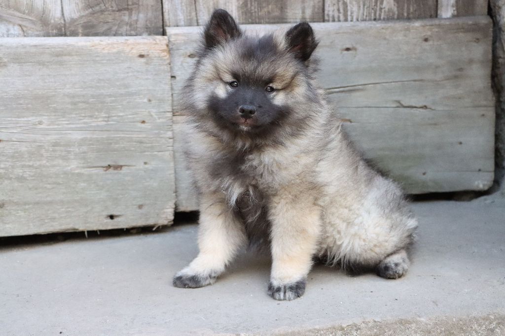 De La Rivière Etincelante - Chiots disponibles - Spitz allemand