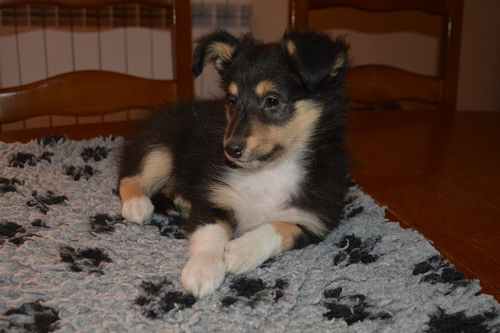 De La Rivière Etincelante - Shetland Sheepdog - Portée née le 16/06/2017