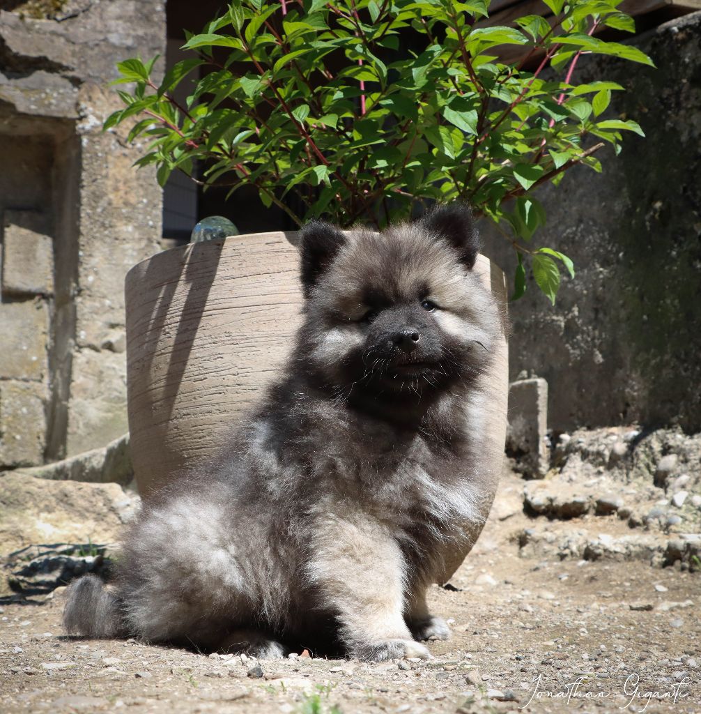 De La Rivière Etincelante - Chiots disponibles - Spitz allemand