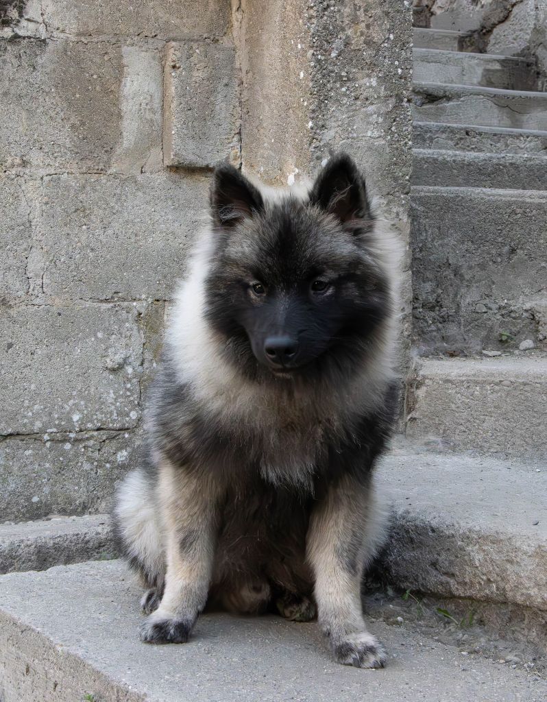 De La Rivière Etincelante - Chiots disponibles - Spitz allemand