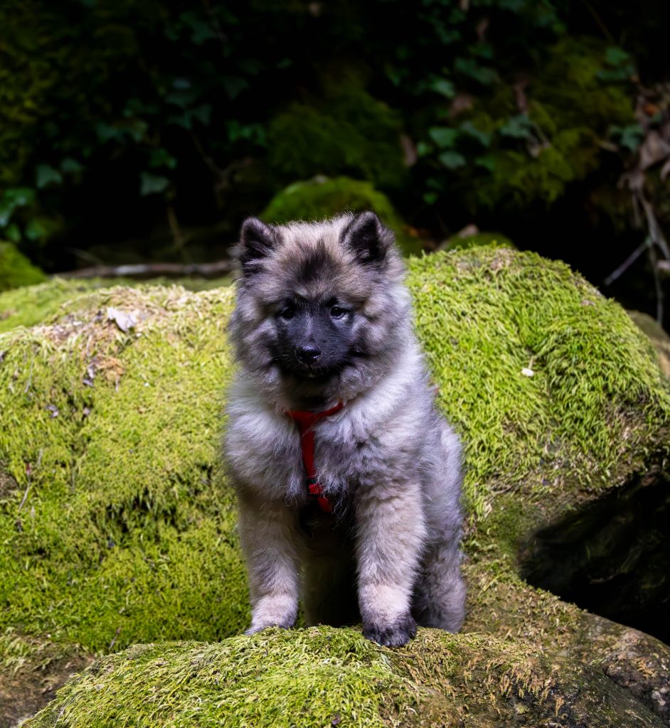De La Rivière Etincelante - Chiots disponibles - Spitz allemand