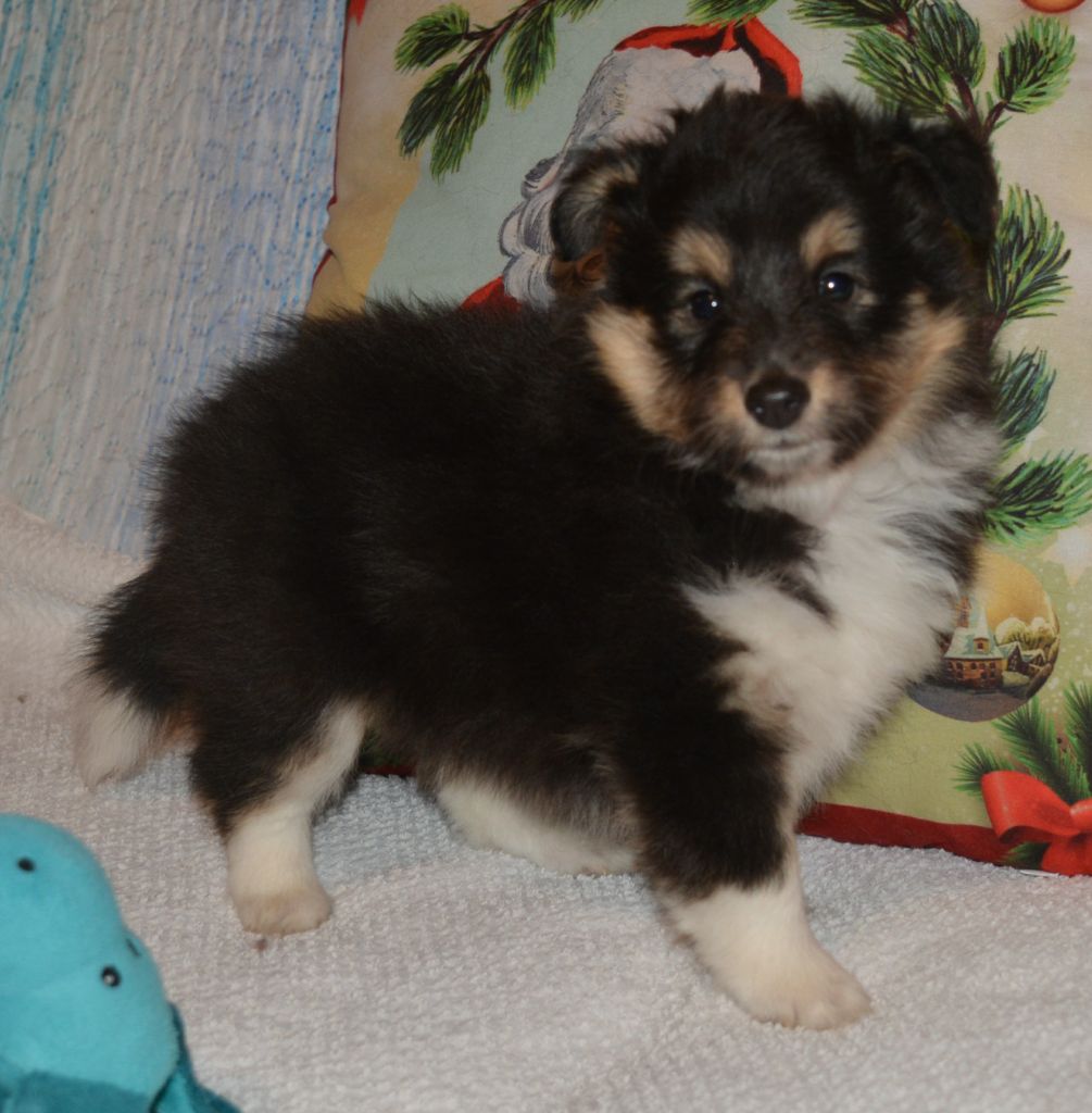 De La Rivière Etincelante - Shetland Sheepdog - Portée née le 18/11/2020