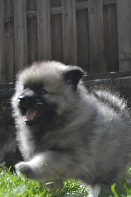 Alioth