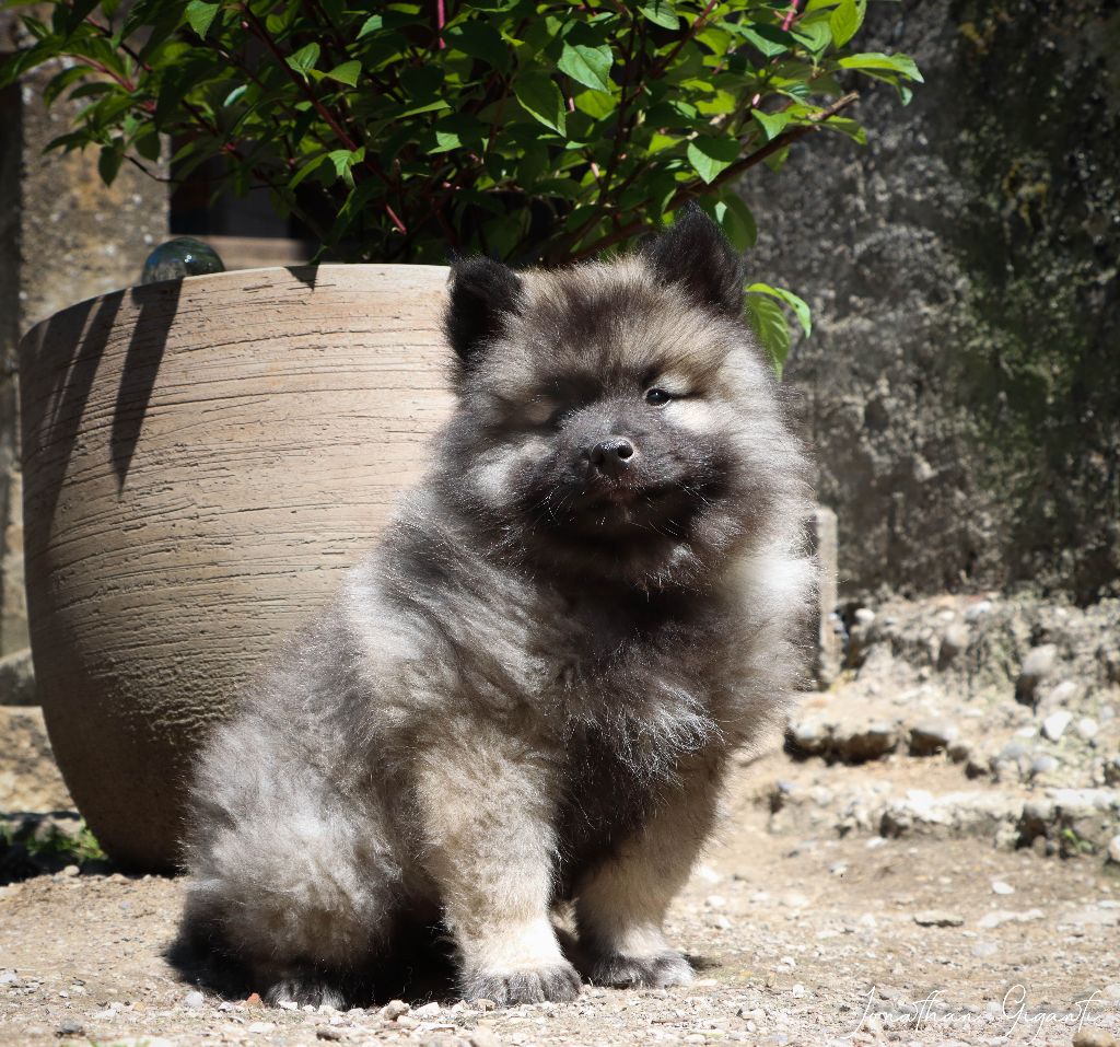 De La Rivière Etincelante - Chiots disponibles - Spitz allemand