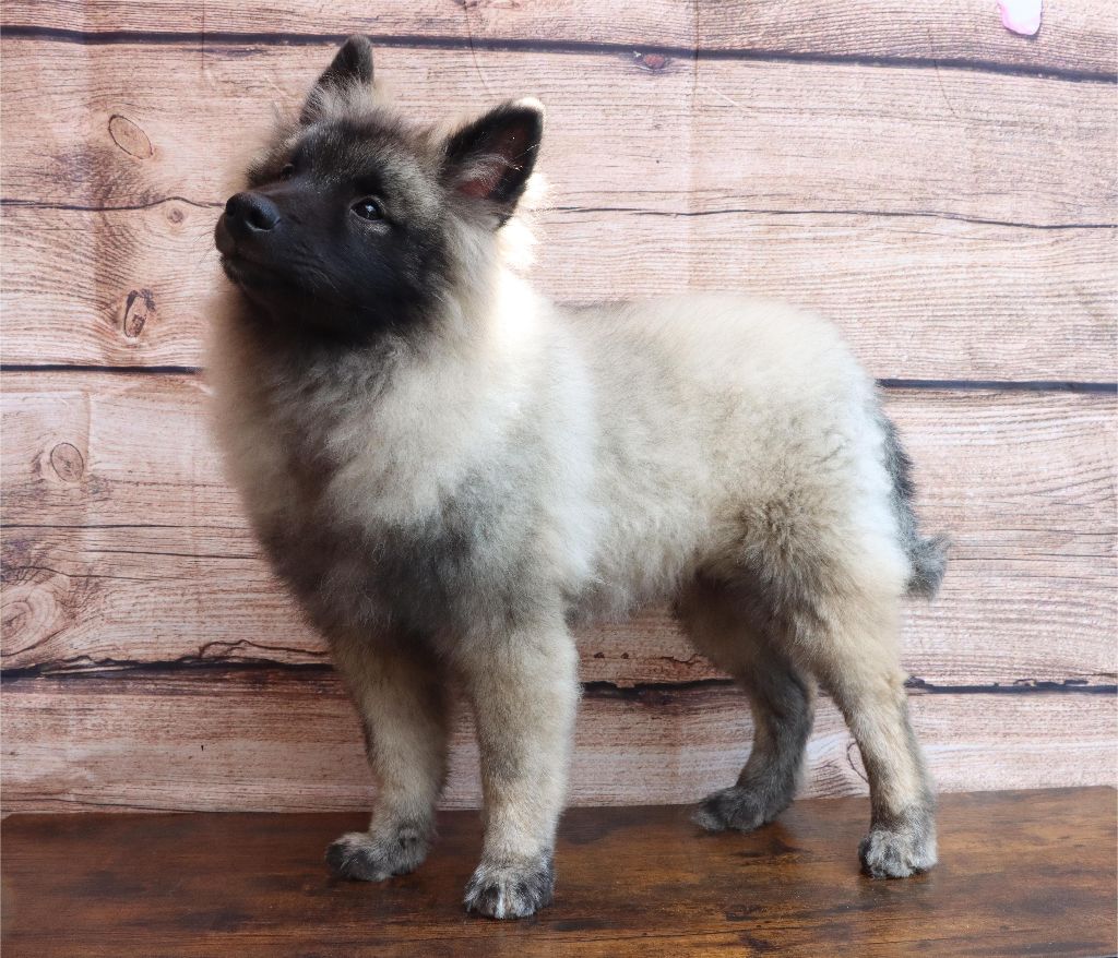 De La Rivière Etincelante - Chiots disponibles - Spitz allemand